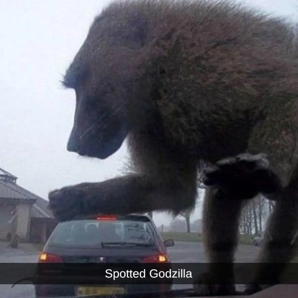 Look! It's Godzilla!